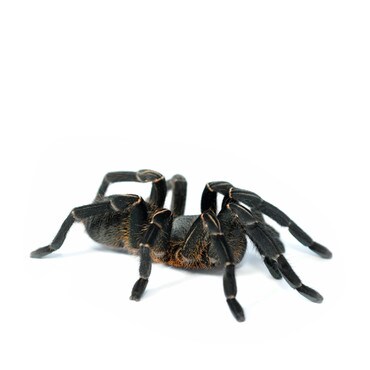 Vietnam Blue Tiger Tarantula